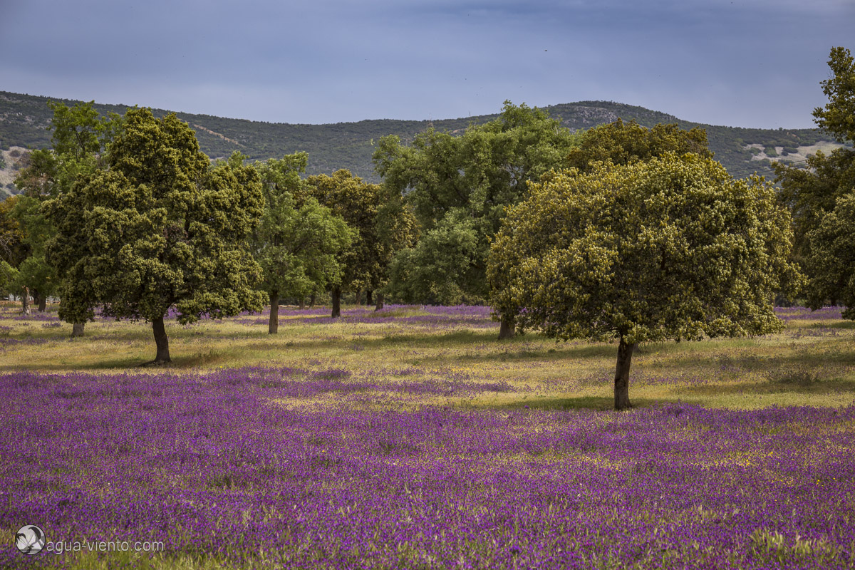 Springtime on Cabañeros National Park in Spain