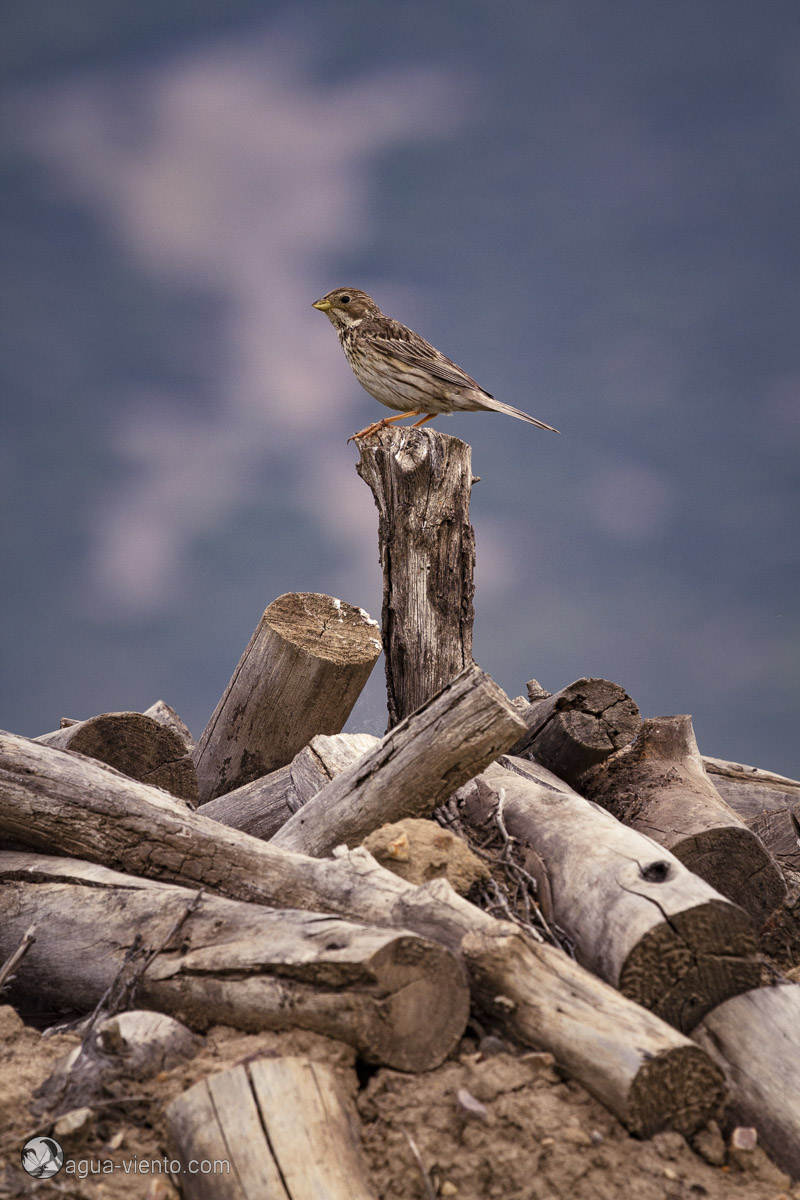 Cabañeros National Park in Spain - the early bird