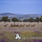 Spring in Cabañeros National Park in Spain