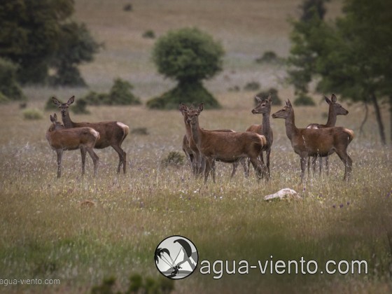 Cabañeros National Park protected area for animals in Spain
